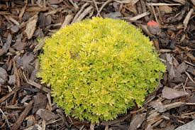 Saxifraga 'Cloth of Gold'