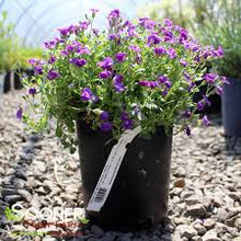 Load image into Gallery viewer, Aubrieta &#39;Rock on Blue&#39;
