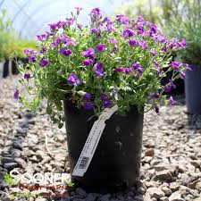 Aubrieta 'Rock on Blue'