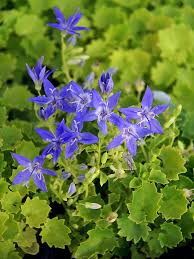 Campanula garg. 'Dickson's Gold'