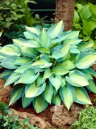 Hosta 'June'