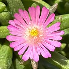 Delosperma 'Rock Crystal Pink'