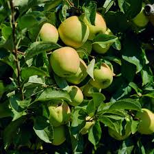 Malus 'GoldRush' - Apple