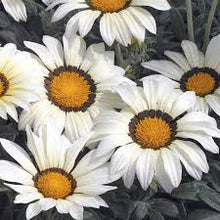 Load image into Gallery viewer, Gazania x Kiss 'White'
