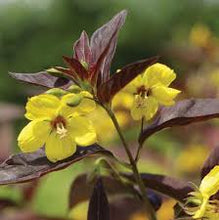Load image into Gallery viewer, Lysimachia 'Firecracker'

