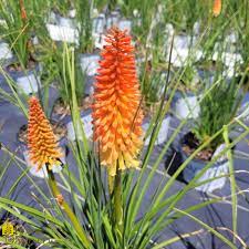 Kniphofia 'Backdraft' – Pondside Nursery