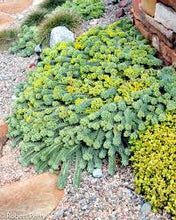 Load image into Gallery viewer, Euphorbia myrsinites
