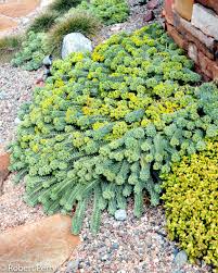 Euphorbia myrsinites