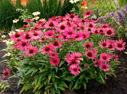 Echinacea 'Kismet Raspberry'
