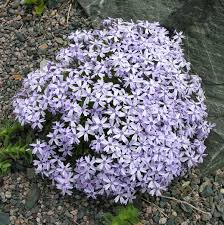 Phlox sub. 'Oakington Blue Eyes'
