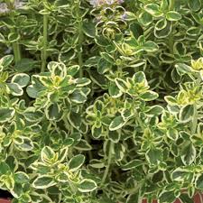 Thymus x cit. “Gold Edge”