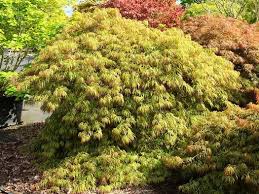 Acer palm. 'Spring Delight'