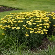 Achillea mil. 'Sassy Summer Lemon'