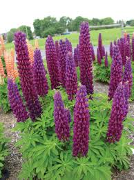 Lupinus 'Masterpiece'