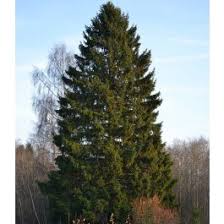 Picea abies 'Royal Splendor®' (Noel)