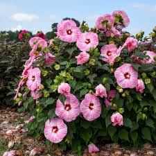 Hibiscus 'Spinderella'