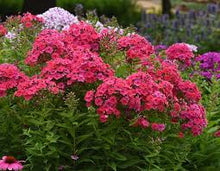 Load image into Gallery viewer, Phlox pan. &#39;Ka-Pow coral&#39;
