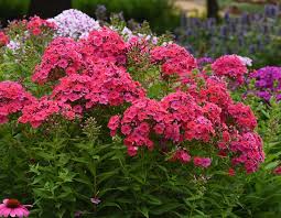Phlox pan. 'Ka-Pow coral'