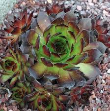 Sempervivum 'Black Selection'
