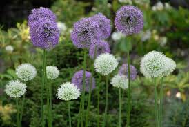 Allium 'Gladiator'