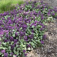 Lamium mac. 'Ghost'