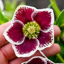 Load image into Gallery viewer, Helleborus &#39;Romantic Getaway&#39;
