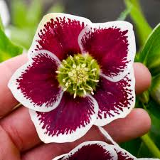 Helleborus 'Romantic Getaway'