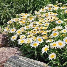 Leucanthemum x supe. 'Madonna'