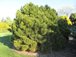 Pinus resin. 'Morel'