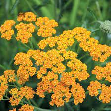 Achillea mil. 'Terracotta'