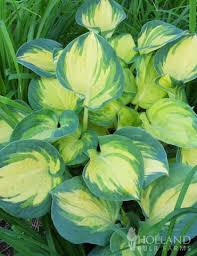 Hosta 'Beach Boy'