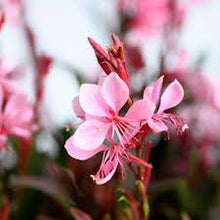 Load image into Gallery viewer, Gaura &#39;Steffi Blush Pink&#39;
