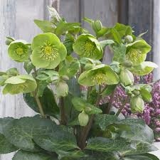 Helleborus 'Illumi Lime'