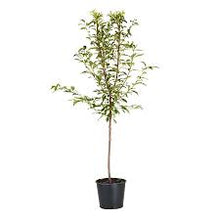 Load image into Gallery viewer, Prunus sali. 'Morris' Plum
