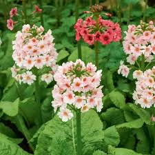 Primula jap. 'Apple Blossom'