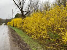 Load image into Gallery viewer, Forsythia 'Northern Gold'
