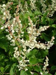 Polygonum aubertii - Silver Lace Vine