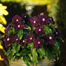 Vinca 'Tattoo Blackberry'