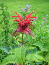 Load image into Gallery viewer, Monarda didyma - Scarlet beebalm
