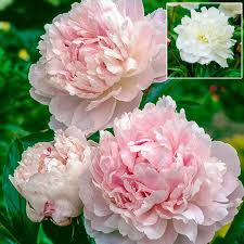 Paeonia 'Shirley Temple'