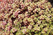 Load image into Gallery viewer, Sedum makinoi 'Ogon'
