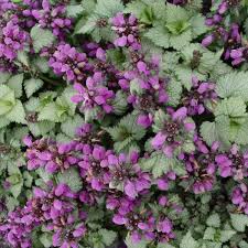 Lamium mac. 'Ghost'