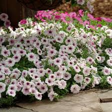 Petunia 'Shock Wave Pink'