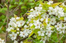 Load image into Gallery viewer, Pyrus pyrifolia 'Shinseiki'

