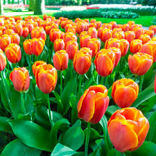 Tulipa 'Triple A'