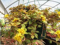 Lysimachia 'Outback Sunset'