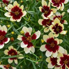 Coreopsis 'Creamy Calico'