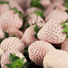 Load image into Gallery viewer, Fragaria x anan. &#39;White Carolina&#39; - Strawberry
