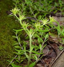 Load image into Gallery viewer, Sedum sarmentosum
