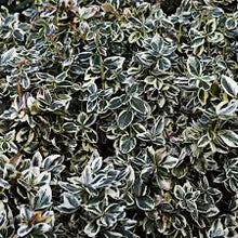 Load image into Gallery viewer, Euonymous fortunei &#39;Ivory Jade&#39;
